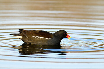 Teichralle, Teichhuhn // Common moorhen (Gallinula chloropus)