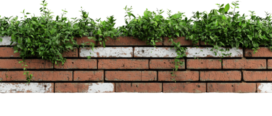 brick wall covered with green foliage, showcasing nature beauty