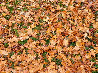 Yellow and brown autumn leaves on the ground. Colorful background image of fallen autumn leaves perfect for seasonal use