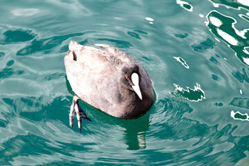 Ornithology. Eurasian Coot (Fulica atra) on the water. Bird, animal idea concept. Portrait of a...