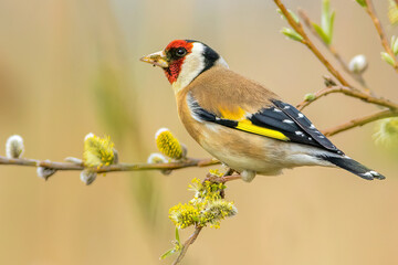 Carduelis carduelis, European Goldfinch, Stieglitz 3