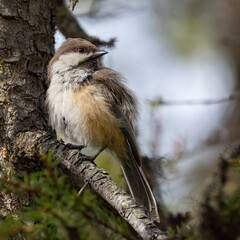 Siberian tit