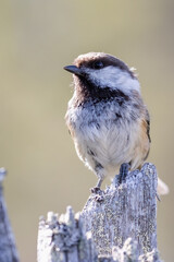 Siberian tit