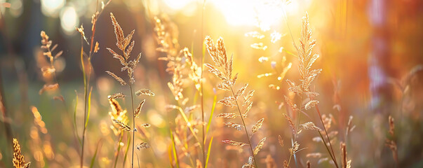 Golden hour sunshine on meadow grasses