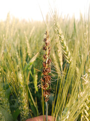 Wheat Plant infected Smut Disease closeup view The image shows the characteristic black, fungal...