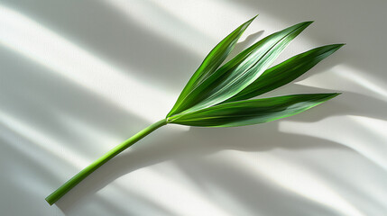 Obraz premium A single leek placed on a pristine white surface, viewed from a top-down angle.