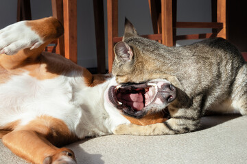 Cat and dog playing or rough housing. Cute kitty lying on top of dogs head with open mouth. Dog and cat wrestling in living room. Female Harrier mix and 6 months old tabby kitten. Selective focus.