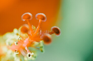 A close-up shot captures the intricate details of a vibrant orange flower's stigma, showcasing its...