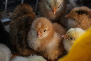 baby chicken and ducklings