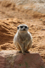 Fototapeta premium A meerkat is sitting in the wild