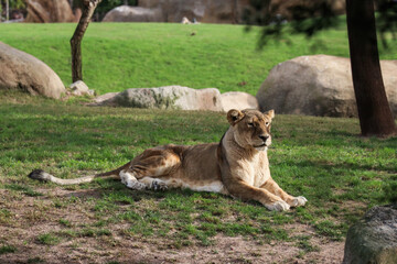The lion is lying on the grass