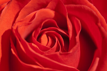 A vivid red rose fills the frame, its velvety petals curled inward in an intricate pattern. The soft focus highlights its texture