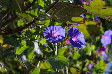 purple flower background 