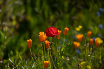 Orange and red poppies in a green flower bed, spring into early summer gardens