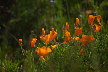 Orange poppies in a green flower bed, spring into early summer gardens