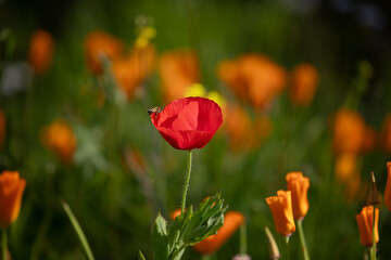 Red Poppy with honey bee in spring and early summer gardens