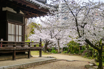 A traditional Japanese temple wooden structure, with a peaceful courtyard showcasing cherry blossoms in full bloom near Shitenno-ji Temple in Osaka, Japan. 