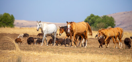A herd of horses graze in the meadow in summer, eat grass, walk and frolic. Pregnant horses and...