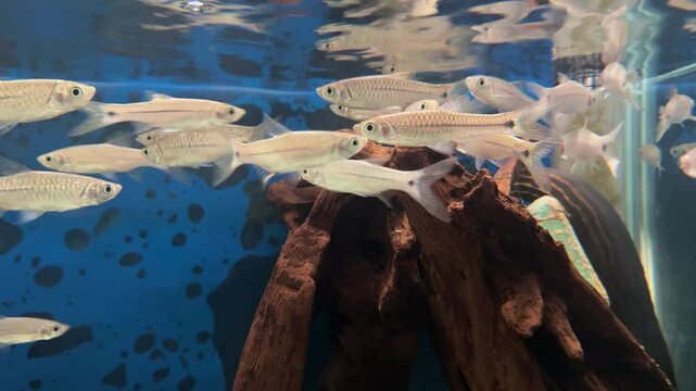 Rasbora cephalotaenia fish in aquarium