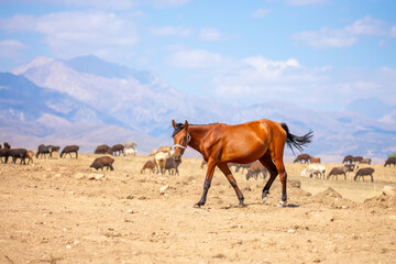 A herd of horses graze in the meadow in summer, eat grass, walk and frolic. Pregnant horses and...