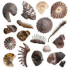 Set of ancient fossils isolated on transparent background
