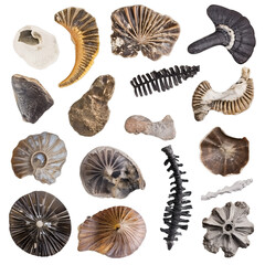 Set of ancient fossils isolated on transparent background
