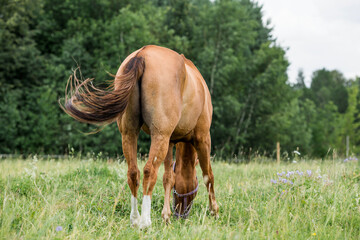 Beautiful natural landscape. Beautiful horses in the pasture. The horses are in the paddock. Livestock.