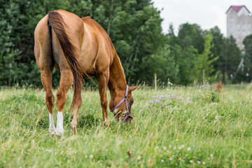 Beautiful natural landscape. Beautiful horses in the pasture. The horses are in the paddock. Livestock.