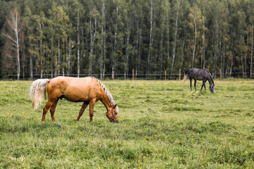 Obraz premium Beautiful natural landscape. Beautiful horses in the pasture. The horses are in the paddock. Livestock.