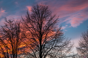 Fototapeta premium Der Himmel in der blauen Stunde im Winter davor stehen kahle Bäume