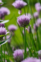 Flowering chives. Lush flowering chives with purple buds  in the garden. Shallow depth of field
