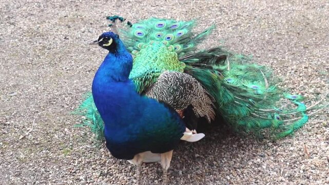 Czech Republic, Ploskovice March 3.2024. Peacock looking for food in the park