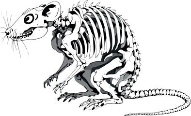 Skeleton of rodent showing spinal column and bones