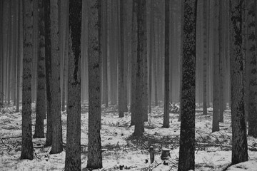 Tall bare pine trees in winter fog. Black and white tall bare pine trees in mysterious misty winter fog