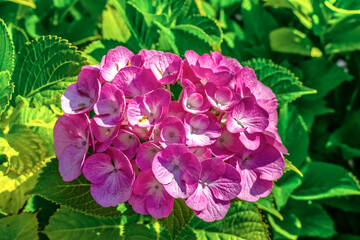 Close-up of a Hydrangea macrophylla bloom with vibrant pink petals against lush green foliage. This image captures the beauty of the ornamental plant during the peak of its blooming season