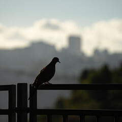 Fototapeta premium A Laughing Dove on a Railing
