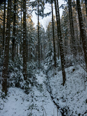 Fototapeta premium forest in winter