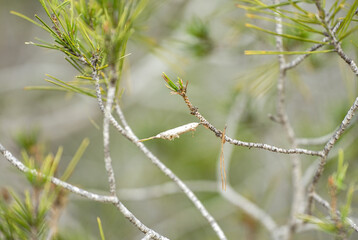 laying eggs of the pine processionary, thaumetopoea pityocampa, in the needles of an Aleppo pine, pinus halepensis