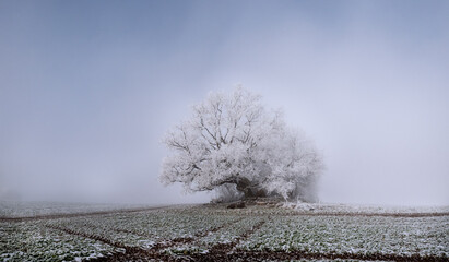Starkes Winterwetter bei Reif auf Felder und an Bäumen, Panorama