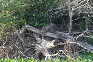 Yaguarete en Arbol © Tomas