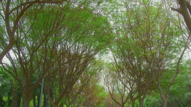 Trees in the park