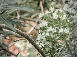 Camouflaged Bird Perched Among Dense Foliage and White Flowers in the Canary Islands