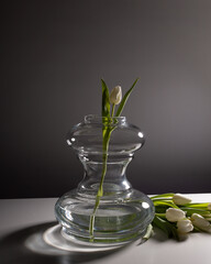 Single Tulip in a Glass Vase 
