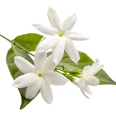 Fototapeta premium jasmine flower on transparent background
