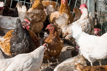 Portrait of hens and roosters in a pen on a poultry farm. Close-up. Domestic birds on the farm. Agricultural industry.