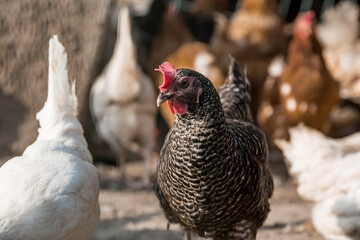 Portrait of hens and roosters in a pen on a poultry farm. Close-up. Domestic birds on the farm. Agricultural industry.
