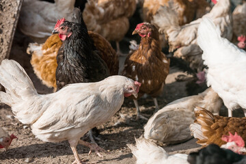 Portrait of hens and roosters in a pen on a poultry farm. Close-up. Domestic birds on the farm. Agricultural industry.