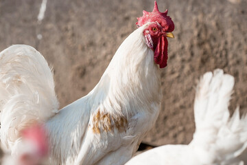 Portrait of hens and roosters in a pen on a poultry farm. Close-up. Domestic birds on the farm. Agricultural industry.