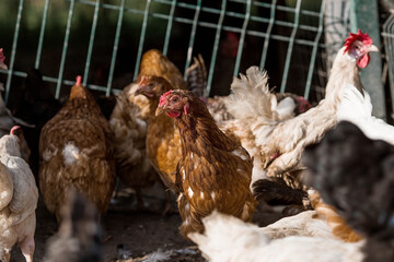 Portrait of hens and roosters in a pen on a poultry farm. Close-up. Domestic birds on the farm. Agricultural industry.