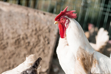Portrait of hens and roosters in a pen on a poultry farm. Close-up. Domestic birds on the farm. Agricultural industry.